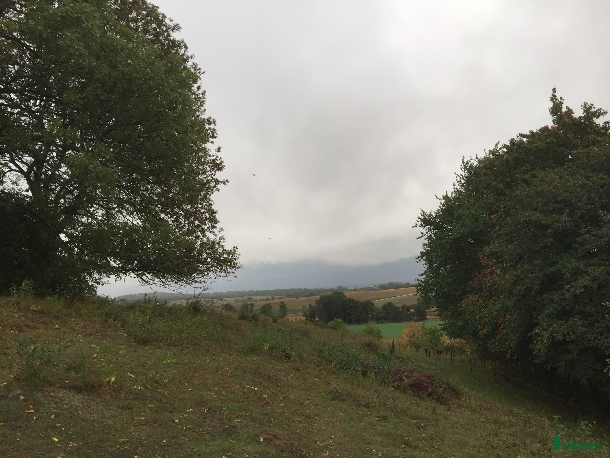  hästar trevlig stor ponny eller liten stor häst - Annons 19