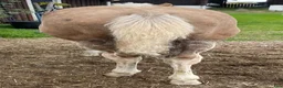 Western hästar till salu: Häftig painthingst! - Annons 5