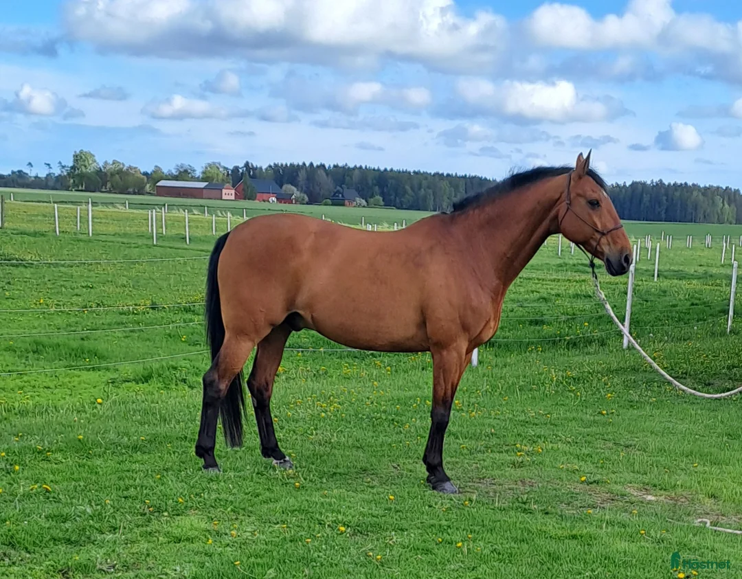 Allround hästar till salu: Allround hästen.  - Annons 1