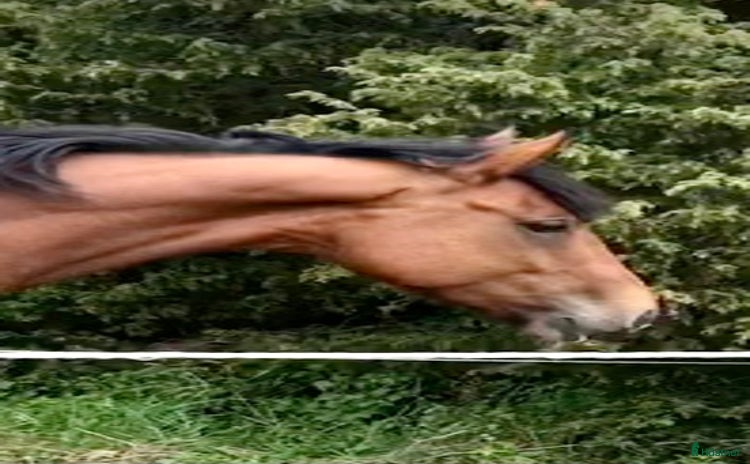  stallplats i Björklinge - Annons 12