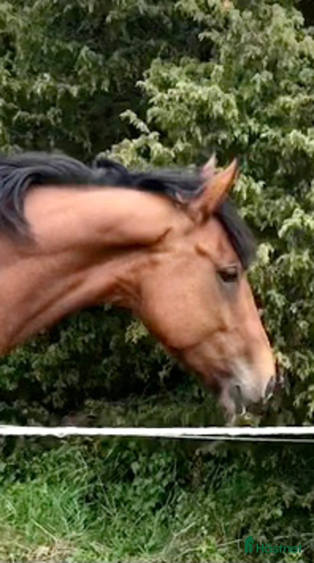  stallplats finnes: Stallplats sökes - Annons 1