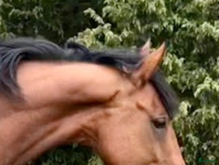 stallplats finnes: Stallplats sökes - Annons 4