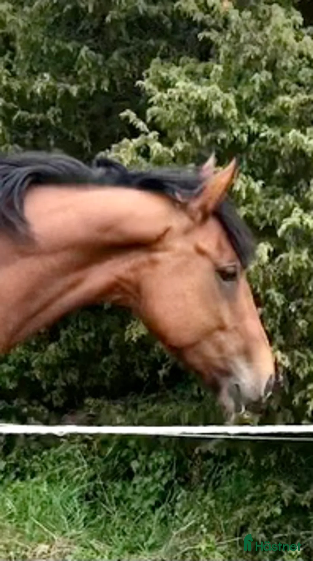  stallplats finnes: Stallplats sökes - Annons 1