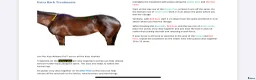 Övrig Hästutrustning hästutrustning till salu: Equi release PRO - Annons 9