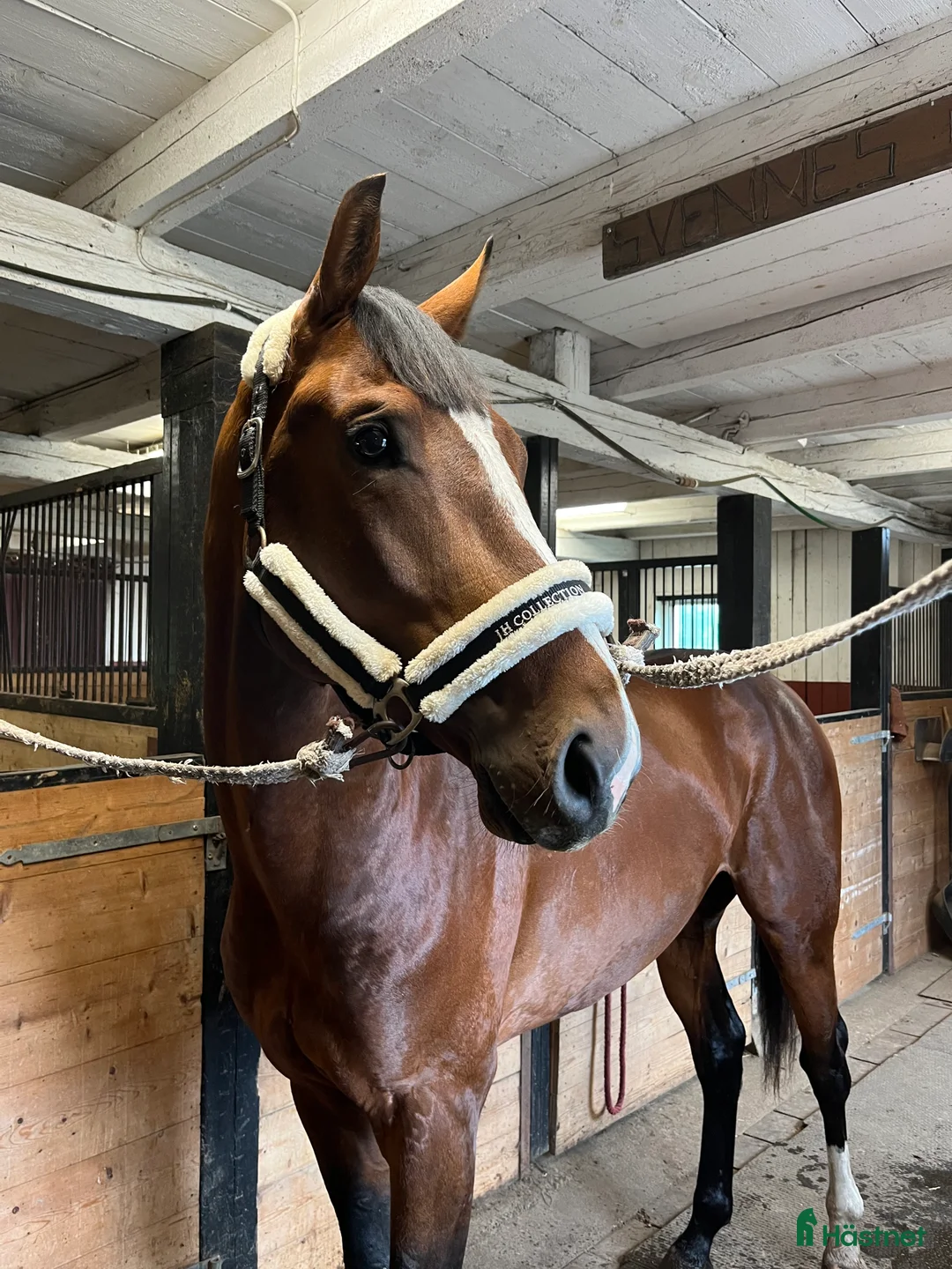 Hoppning hästar till salu: 🌟Lex Luthor🌟 i Almunge - Annons 2