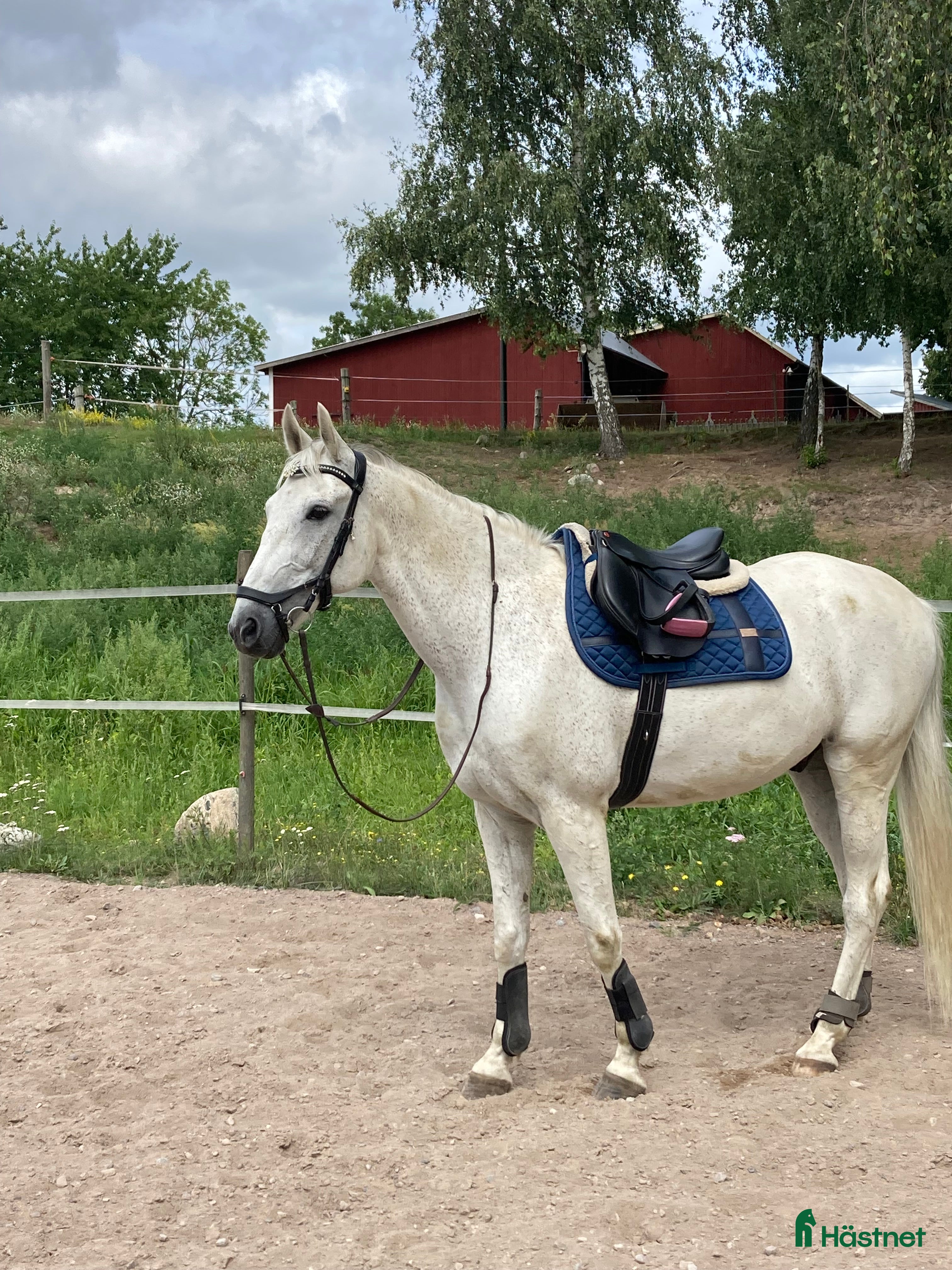 Schabrak & Vojlockar hästutrustning till salu: Equestrian Stockholm  i Kalmar - Annons 2