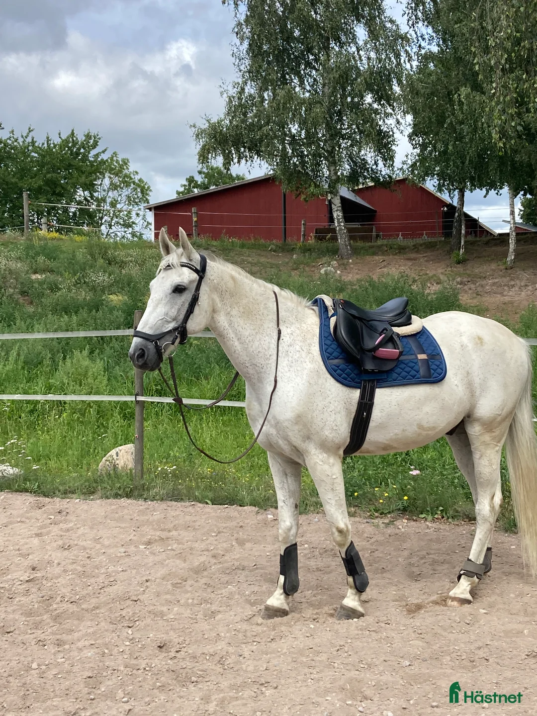 Schabrak & Vojlockar hästutrustning till salu: Equestrian Stockholm  i Kalmar - Annons 1