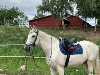 Schabrak & Vojlockar hästutrustning till salu: Equestrian Stockholm i Kalmar - Annons 2