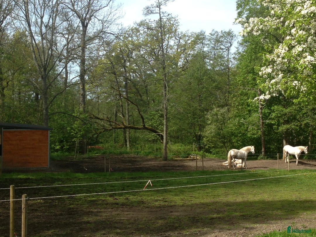  stallplats finnes: Kvalitativ lösdrift med full ridanläggning, Vargön i Vargön - Bild 5
