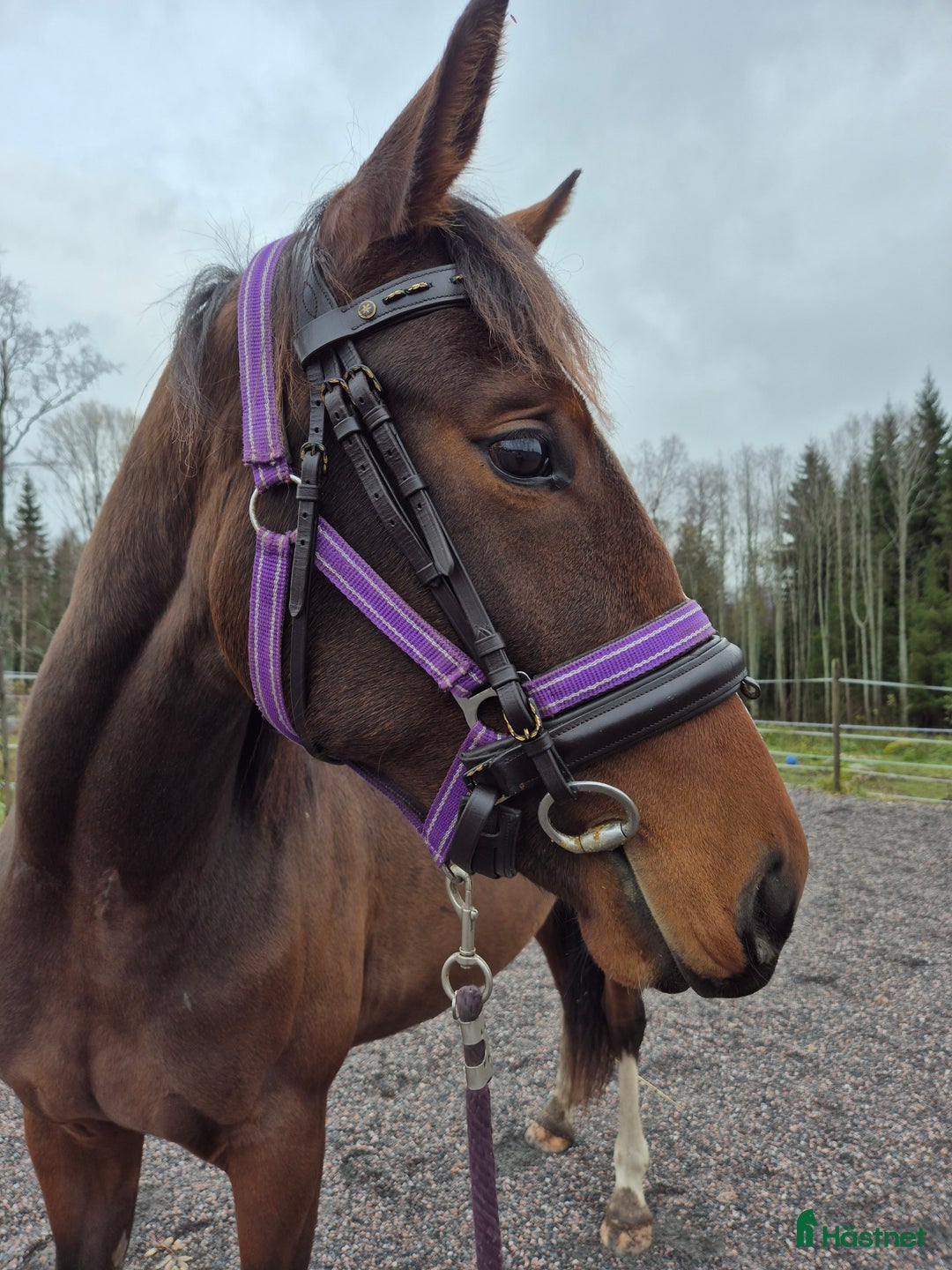 Allround hästar till salu: Sto med utvecklingspotential i Ludvika - Annons 4