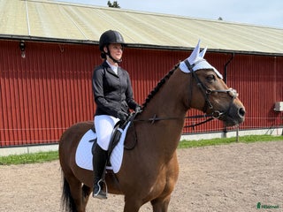 medryttarhäst sökes: Medryttarhäst sökes❣️ i Knivsta - Annons 2