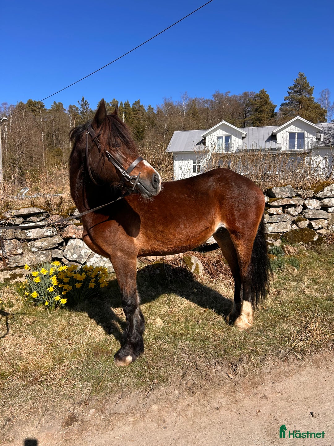 Allround hästar till salu: Welsh cob sto med vackert påbrå, Gwen! i Jonsered - Annons 2