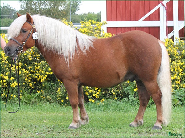  hästar Drömponny - Annons 4