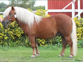 hästar Drömponny - Annons 4