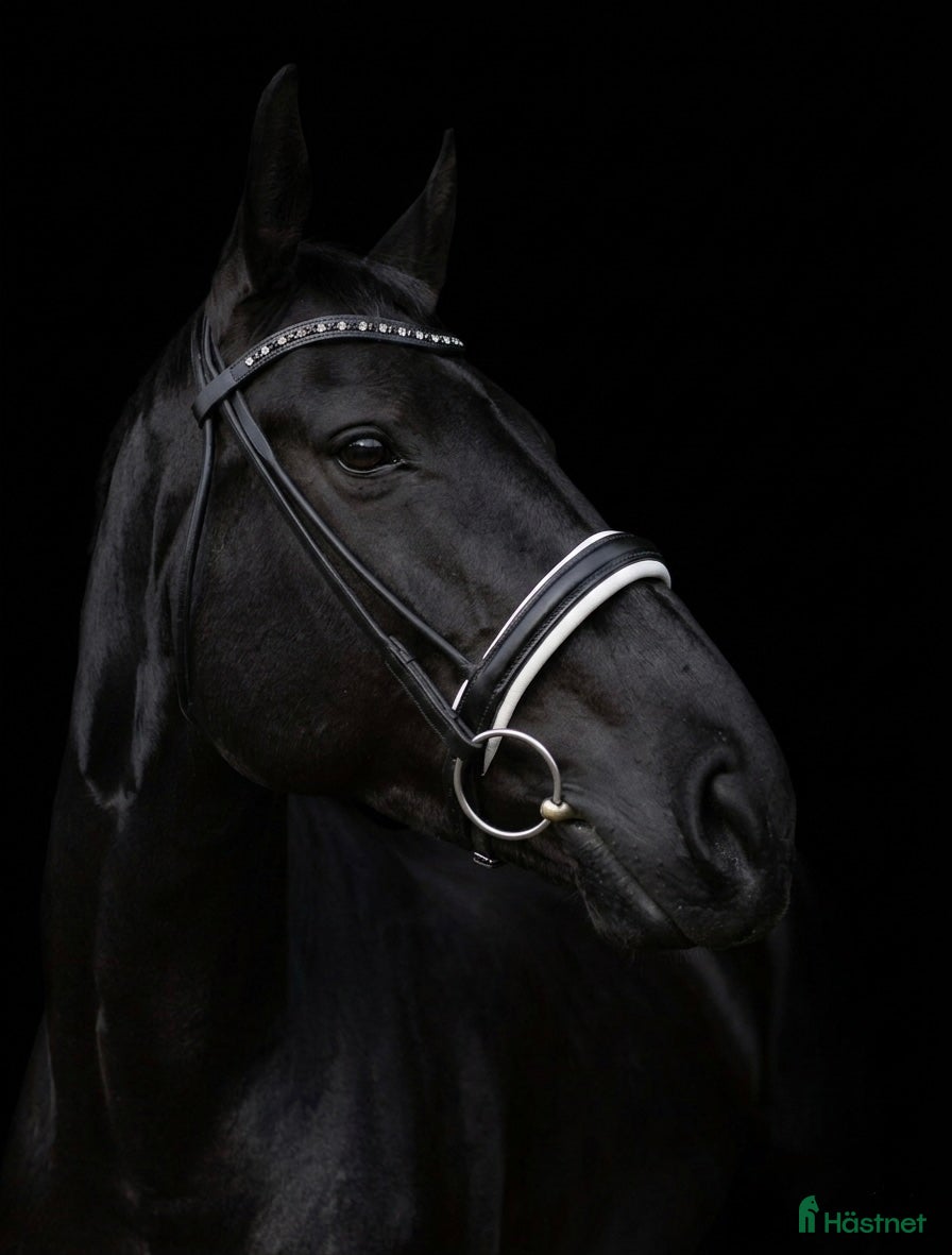  hästar Allsidig bästa vän  - Annons 2