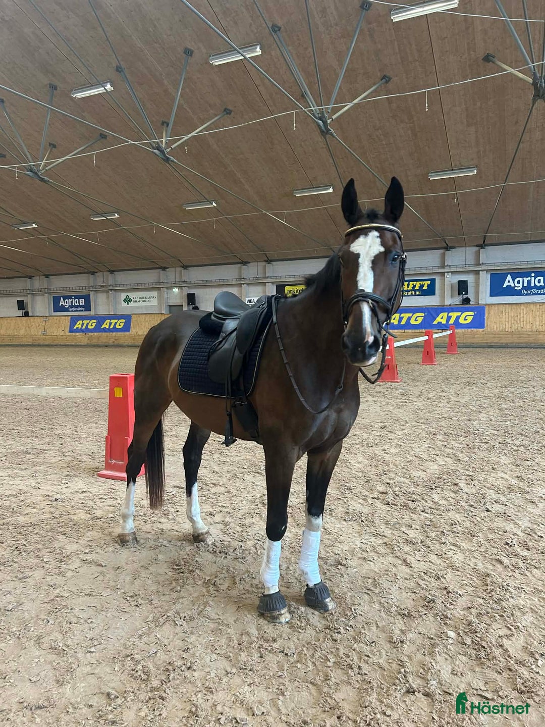 Dressyr hästar till salu: Lyxig multitalang, ev byte välhoppande d-ponny. i Gråbo - Annons 2