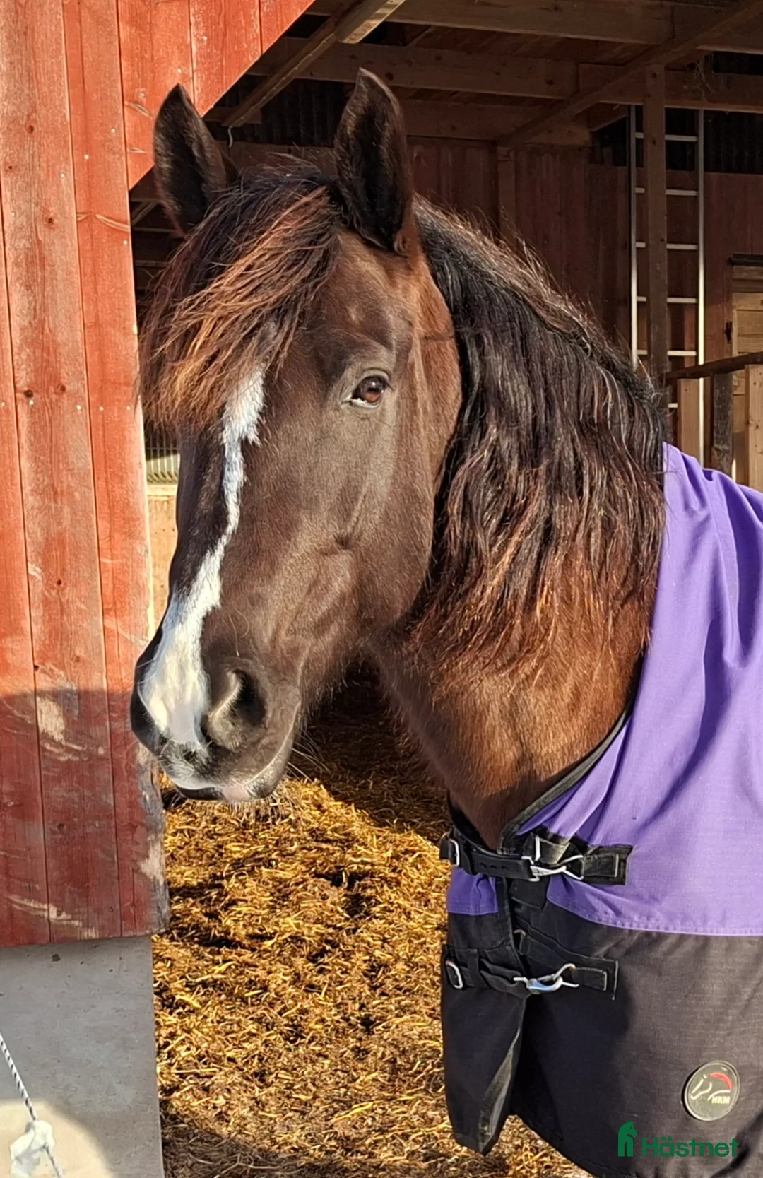 Galopp hästar till salu: Snygg mysig och snäll..skogsmulle//Avel i Säffle - Annons 2