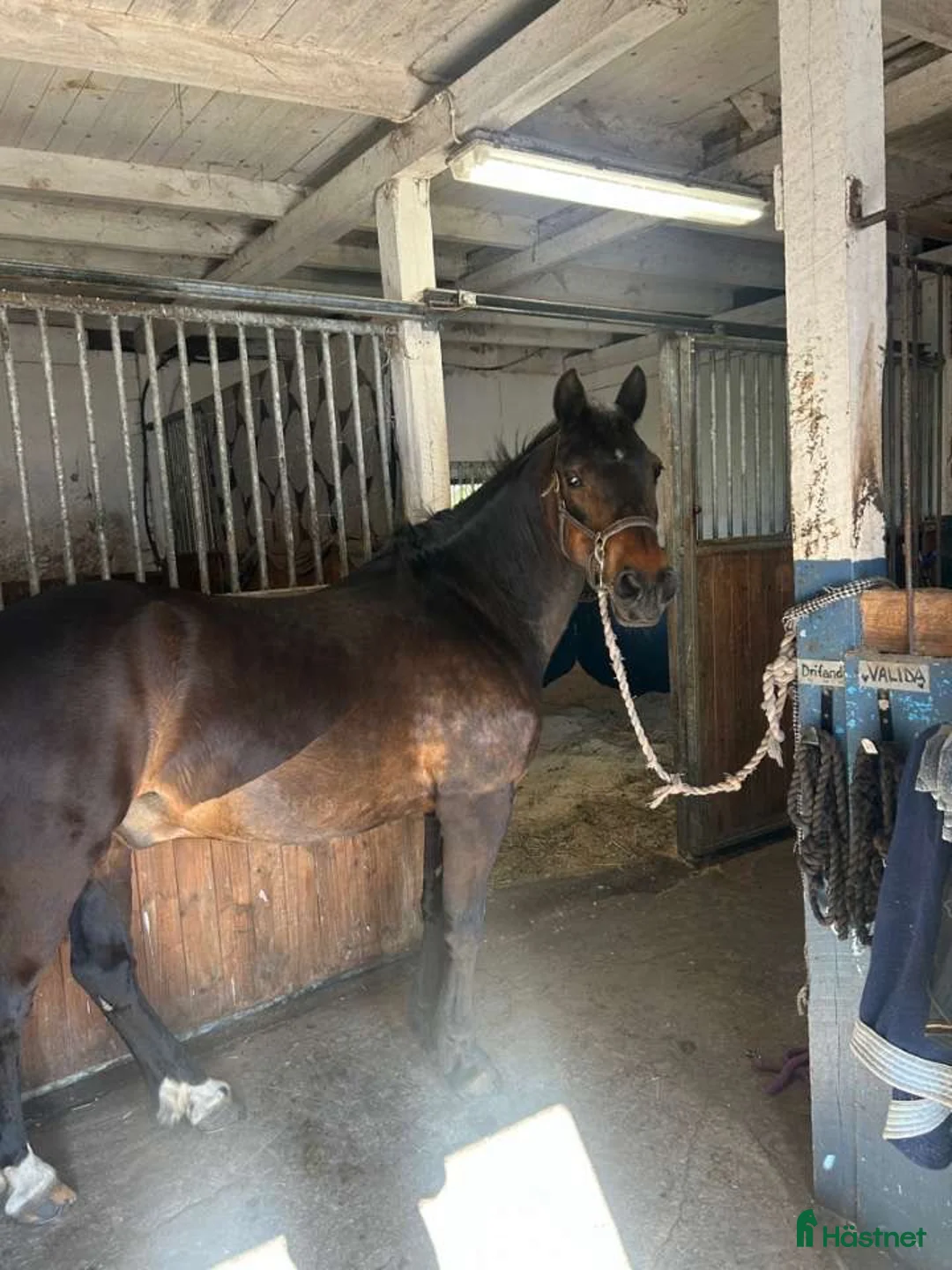 Allround hästar till salu: Maxad C-ponny, New Forest - Annons 5