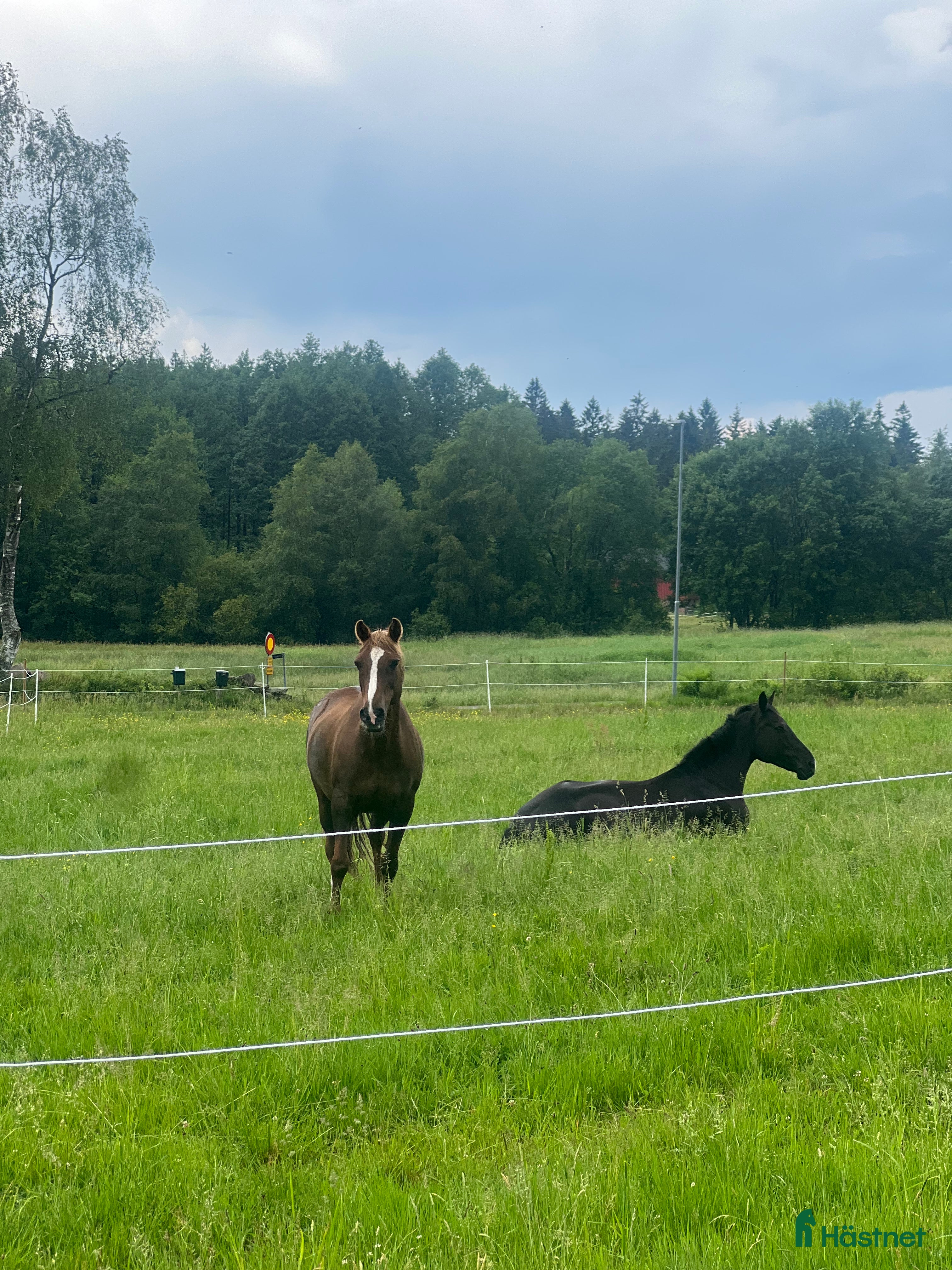  stallplats Stallplats i hemtrevligt stall i Härryda i Härryda - Annons 12