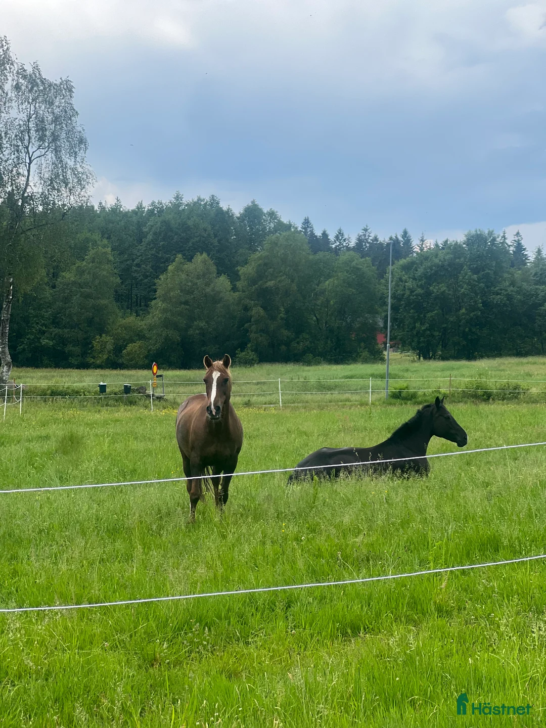  stallplats finnes: Stallplats i hemtrevligt stall i Härryda i Härryda - Annons 1