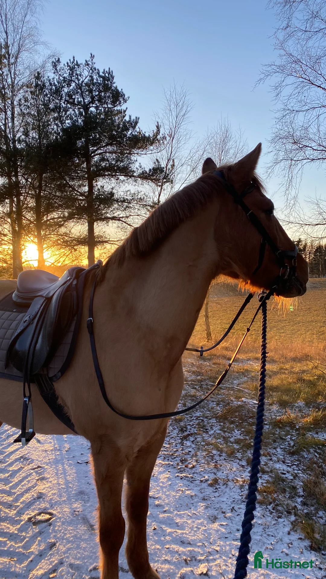 Galleribild {{count}}