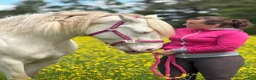Övrigt hästar till salu: Barbie  - Annons 8