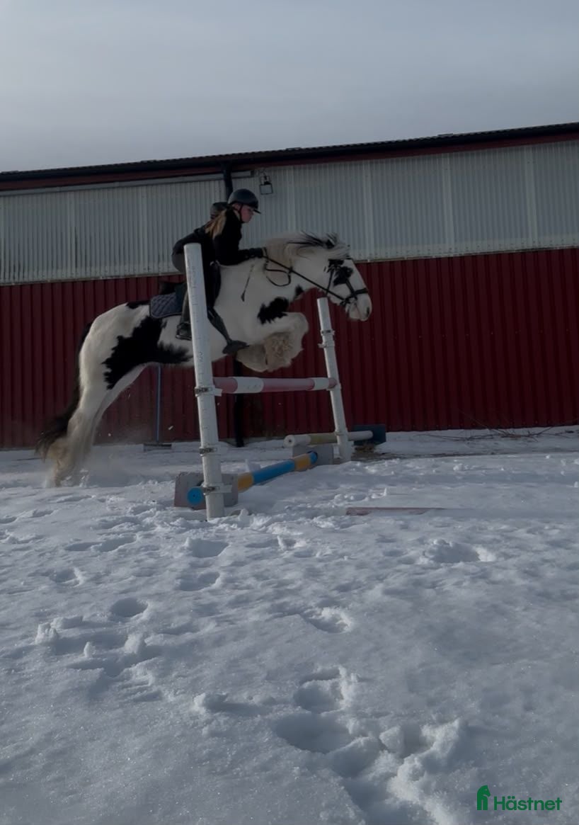  hästar Irish Cob-sto, söker erfaret och långsiktigt hem - Annons 1