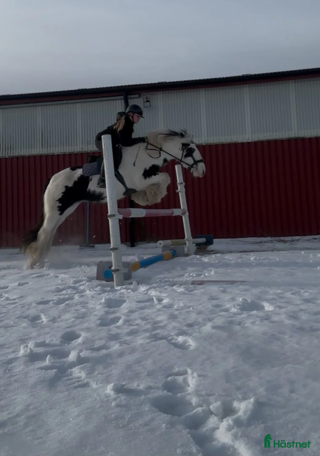 Allround hästar till salu: Irish Cob-sto, söker erfaret och långsiktigt hem - Annons 1