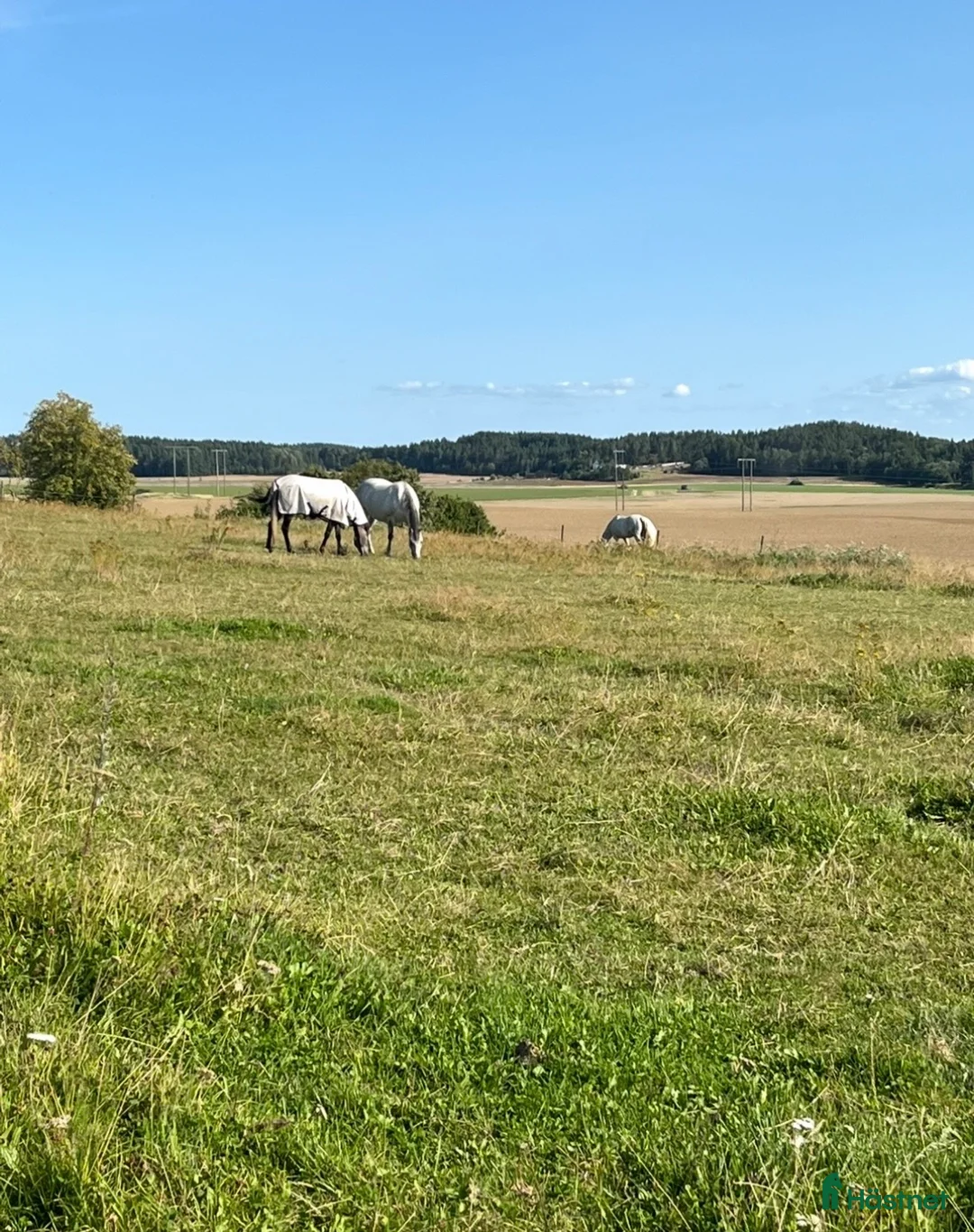  stallplats finnes: Norrköping - Annons 9