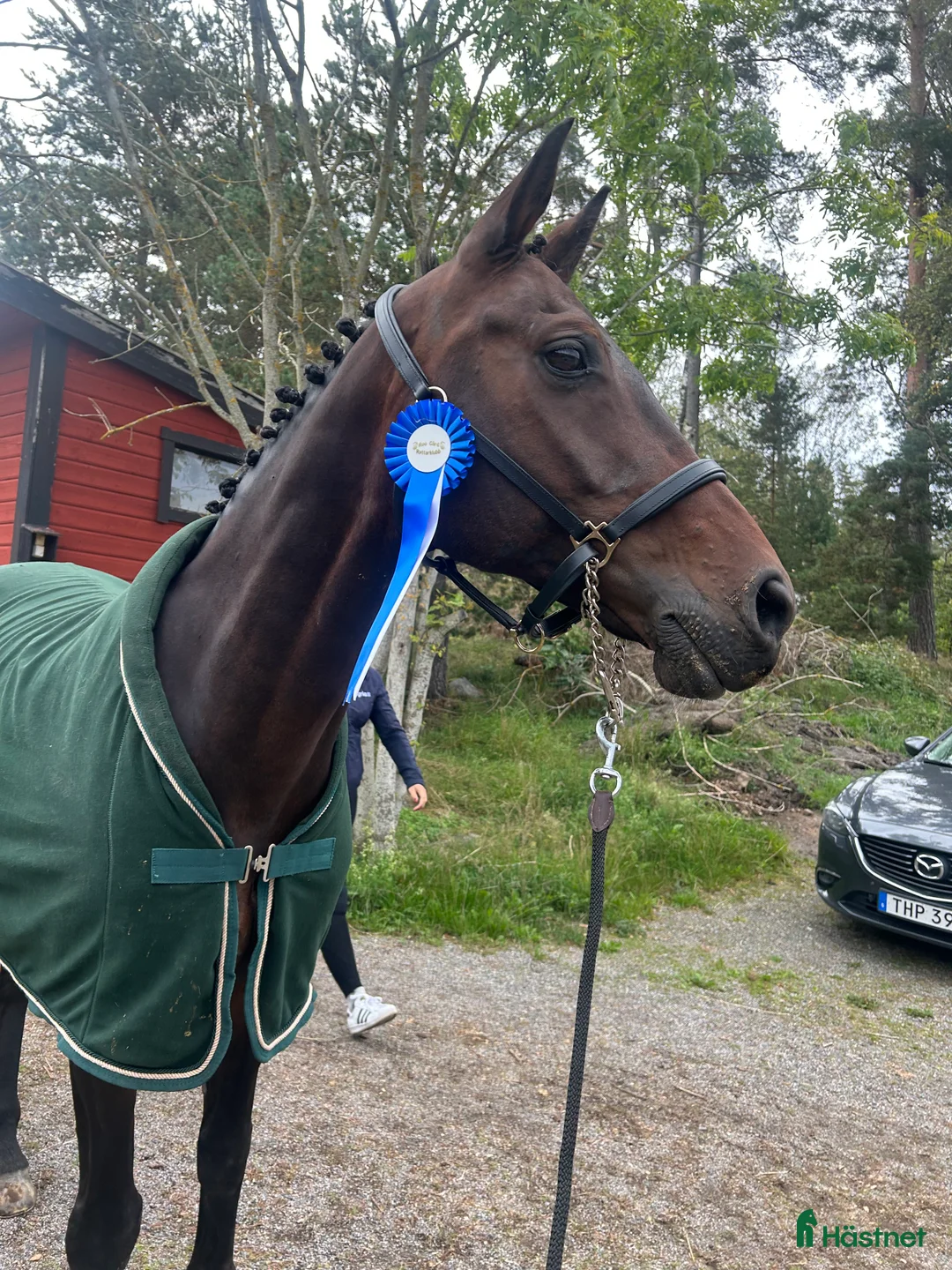 Allround hästar sökes: Söker Lyxig hobby / tävlings häst  - Annons 3