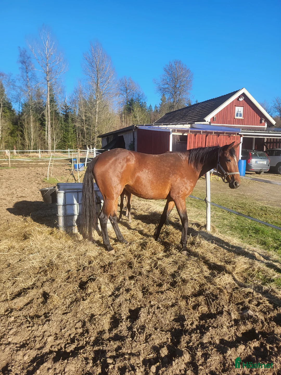 Trav hästar till salu: Bytes/sälja  i Vårgårda - Annons 1