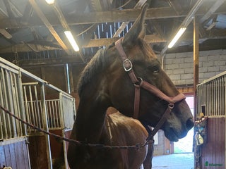 hästar Fodervärd sökes! i Björketorp - Annons 8