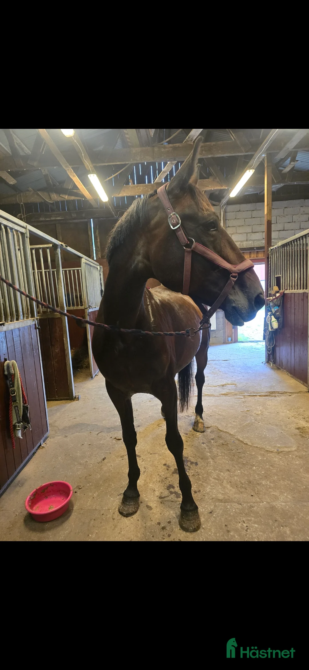 Allround hästar till salu: Fodervärd sökes!  i Björketorp - Annons 1