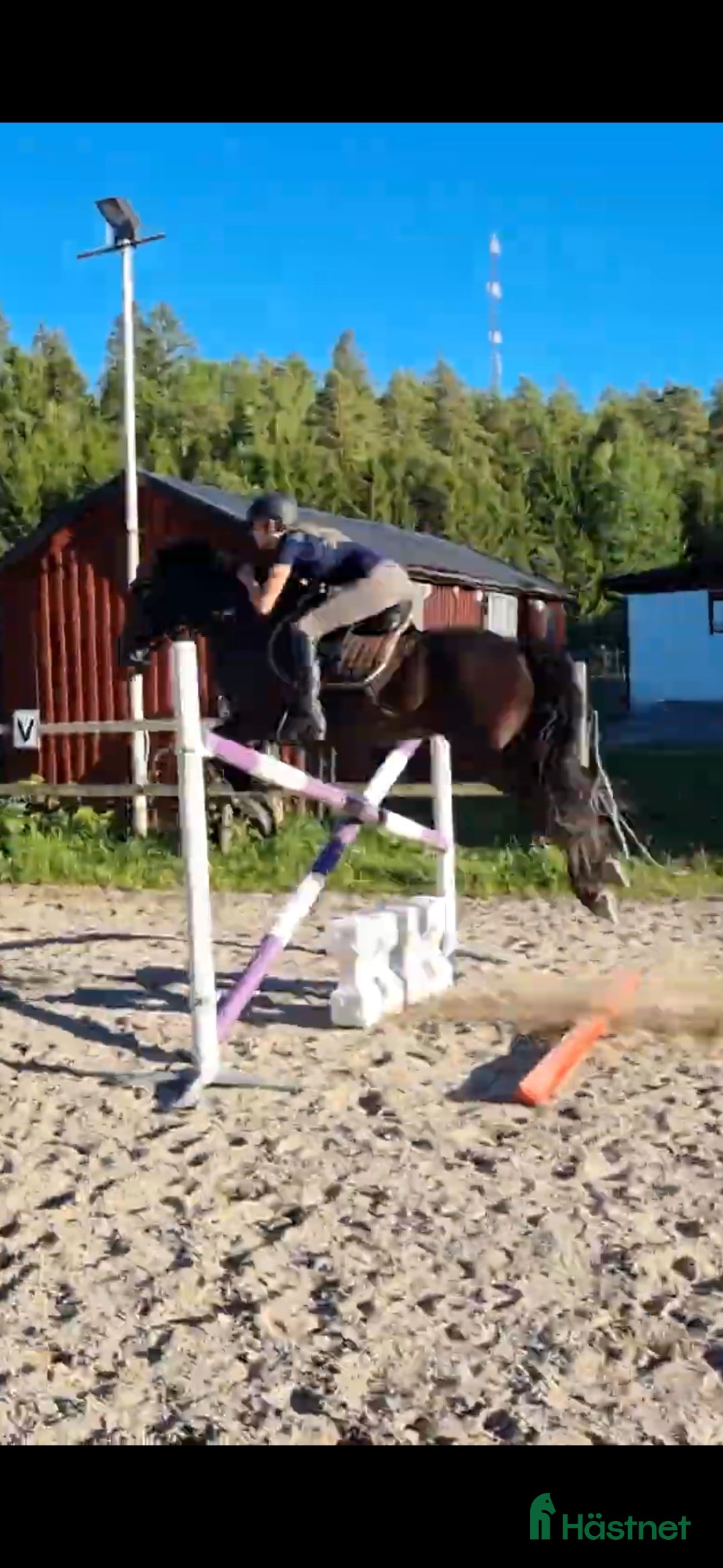 Allround hästar till salu: Hoppglatt sto i Uppsala - Annons 2