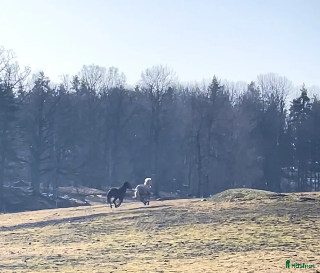 Allround hästar sökes: Gotlandsruss köpes i Huddinge - Annons 1
