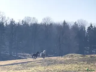 hästar Gotlandsruss köpes - Annons 11