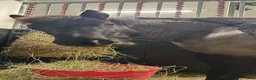  medryttarhäst finnes: Två B-ponnyer söker sina nya bästisar! 🐴✨ - Annons 8