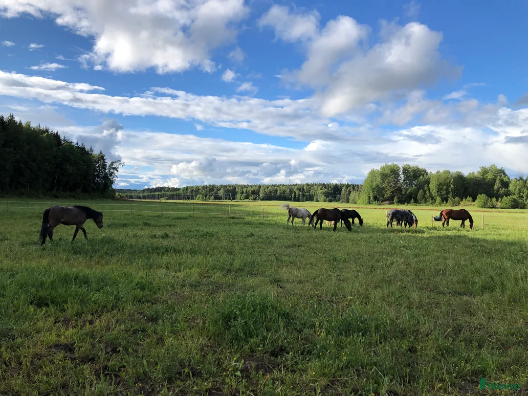  stallplats finnes: Bete 30 min utanför Enköping  i Vittinge - Annons 3