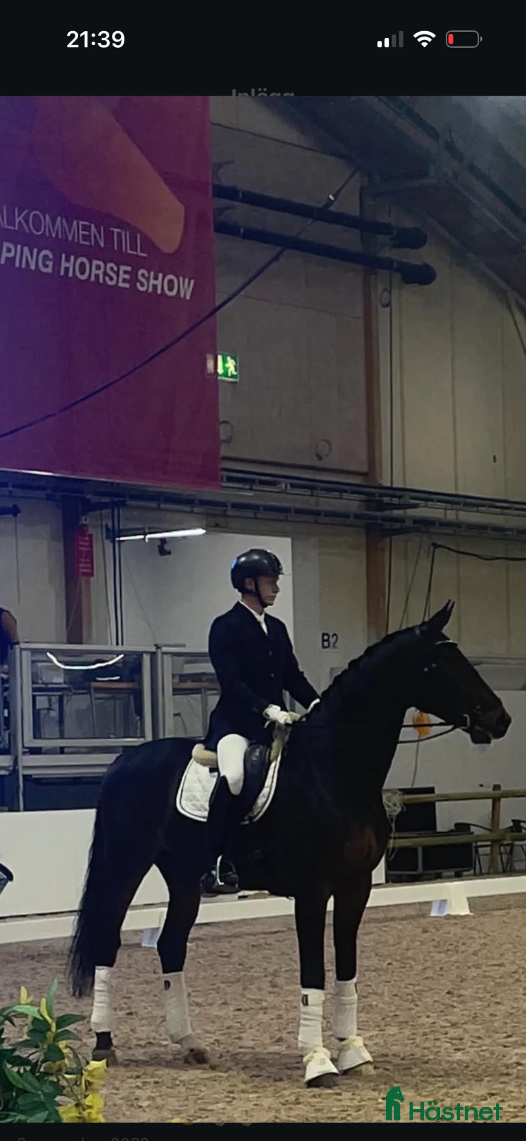 Dressyr hästar till salu: Din nästa stjärna i Täby - Annons 3