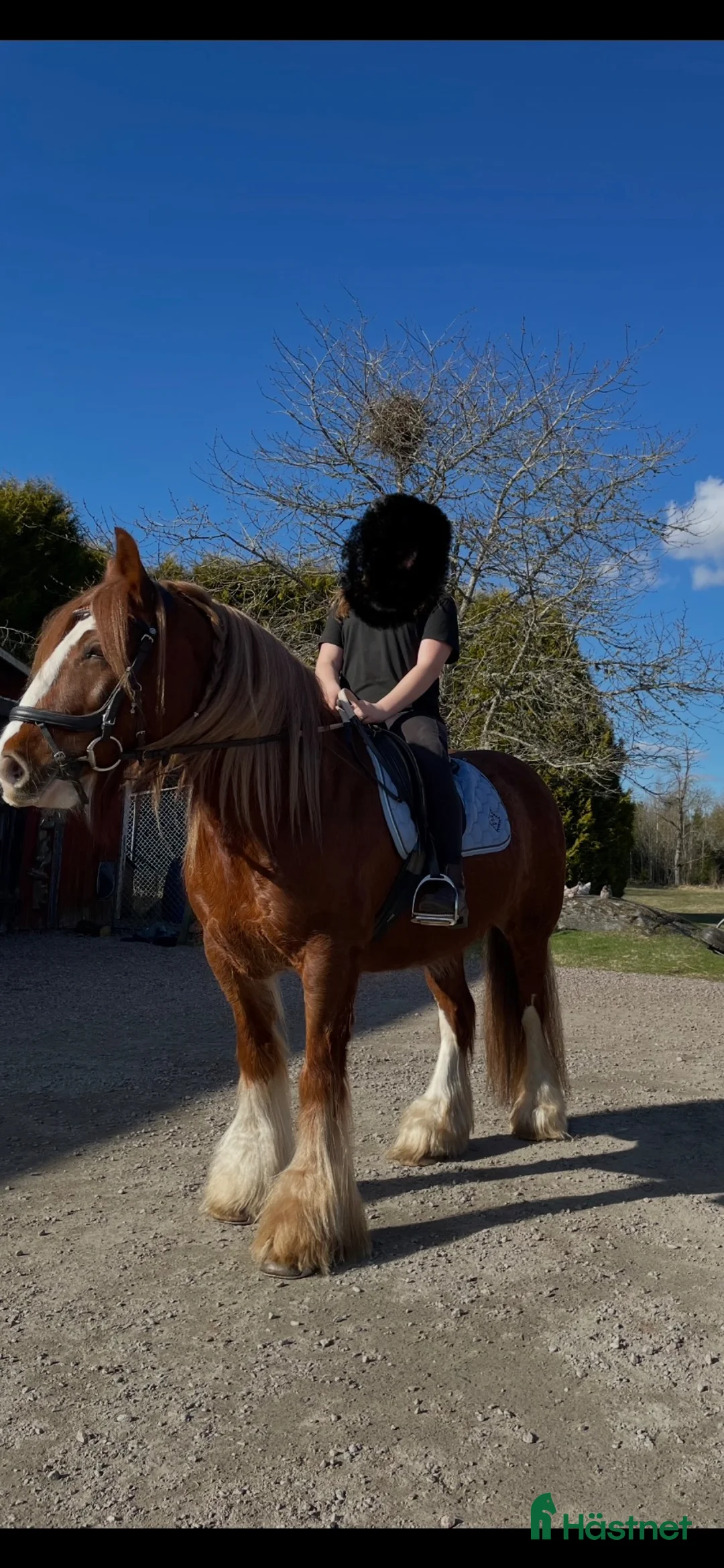 Allround hästar till salu: Trygg cob kille - Annons 2