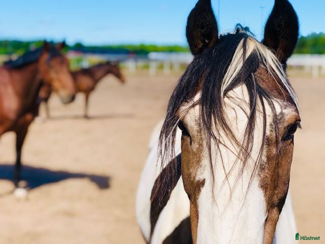  hästar Täby Ryttarcenter,söker stor trygg häst. - Annons 6