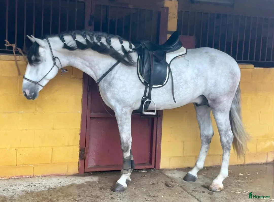 Allround hästar till salu: Underbar häst PRE  i Bredared - Annons 4