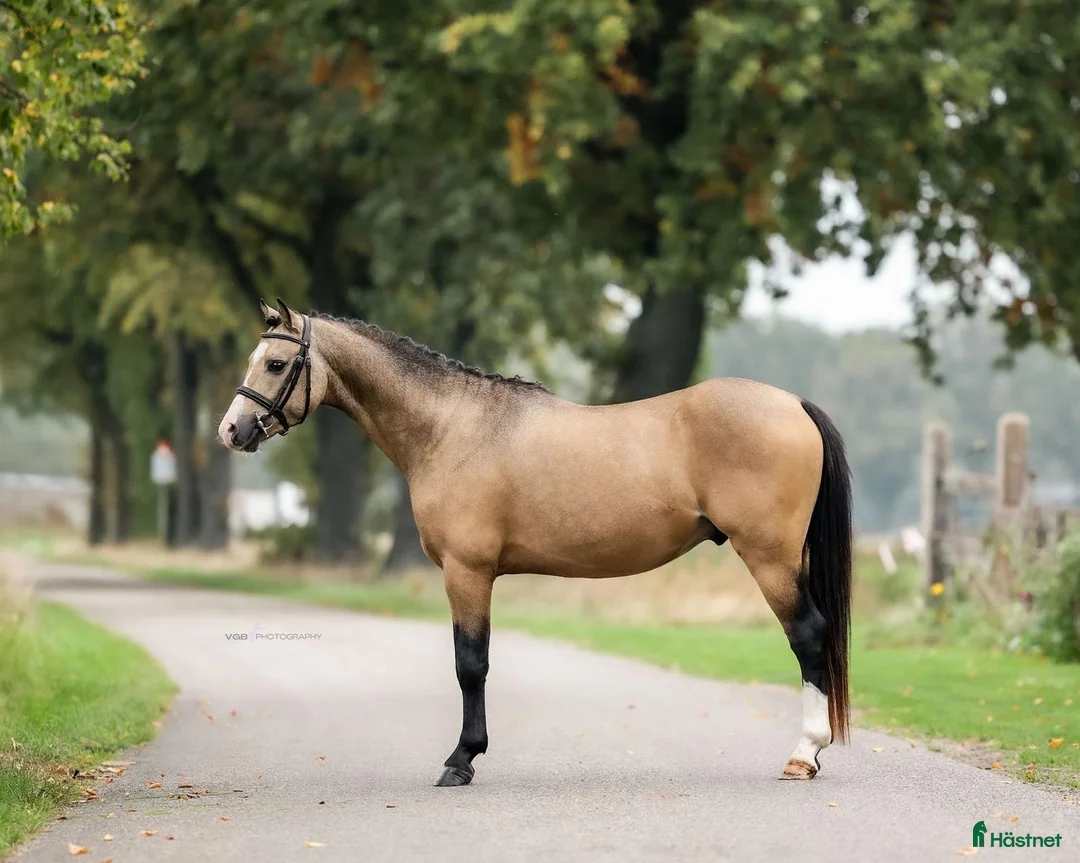 Hoppning hästar till salu: 🌟 Lovande unghäst – valack född 2022 🌟 i Borås - Annons 3