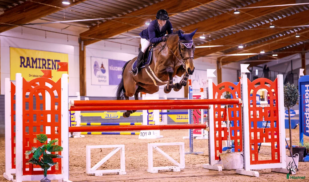  hästjobb finnes: Behöver du hjälp med din häst/ponny🤩 i Svenshögen - Annons 1