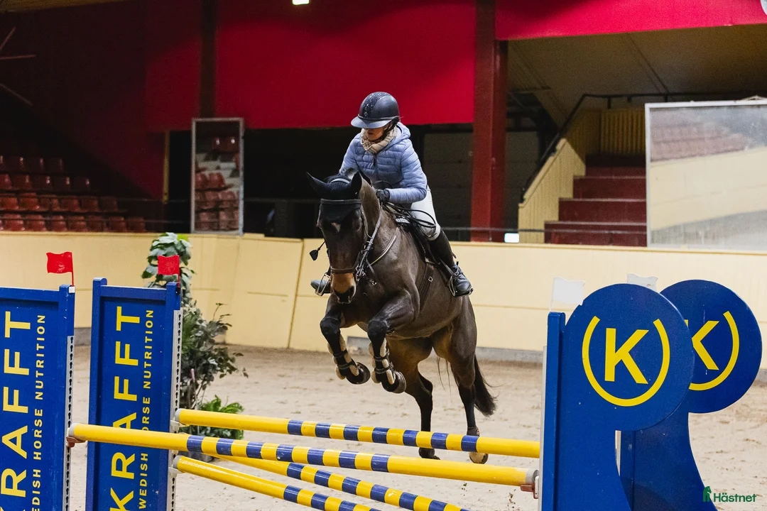 Hoppning hästar till salu: Kvick snabb häst  - Annons 2