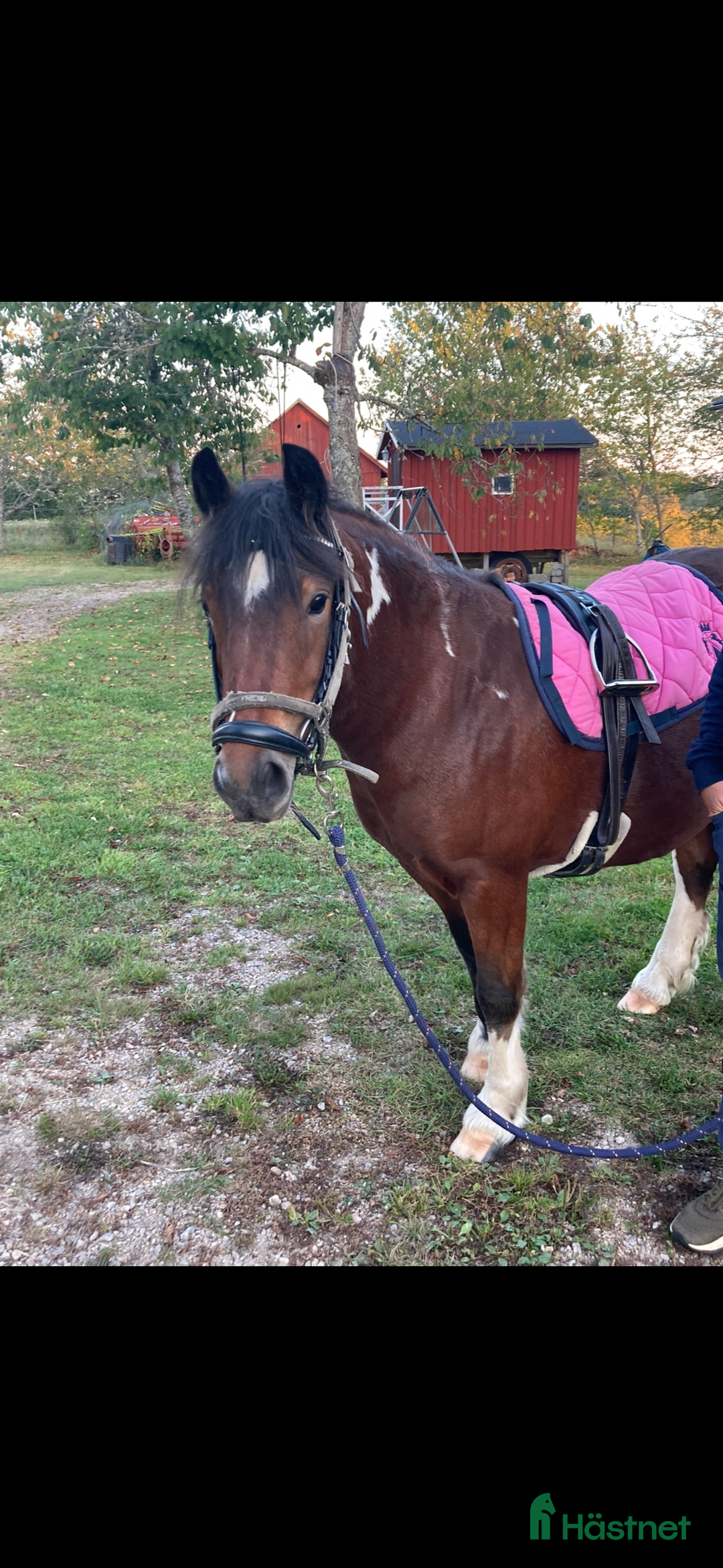 Allround hästar till salu: Irishcob korsning   i Vetlanda - Annons 1