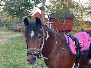 hästar Irishcob korsning i Vetlanda - Annons 19