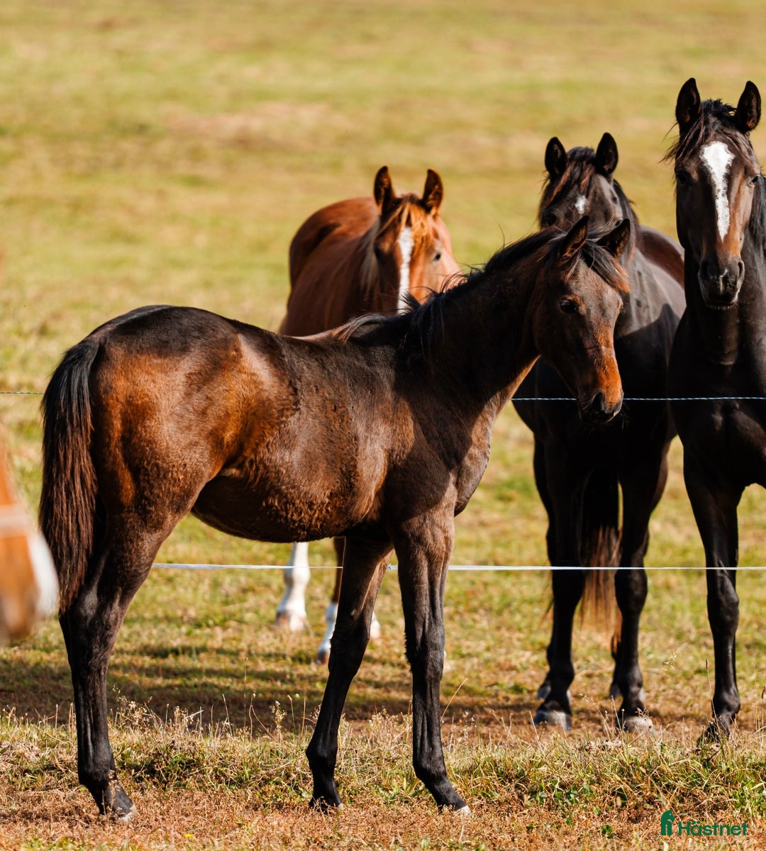Hoppning hästar till salu: Future top horse with good pedigree i Ekerö - Annons 2