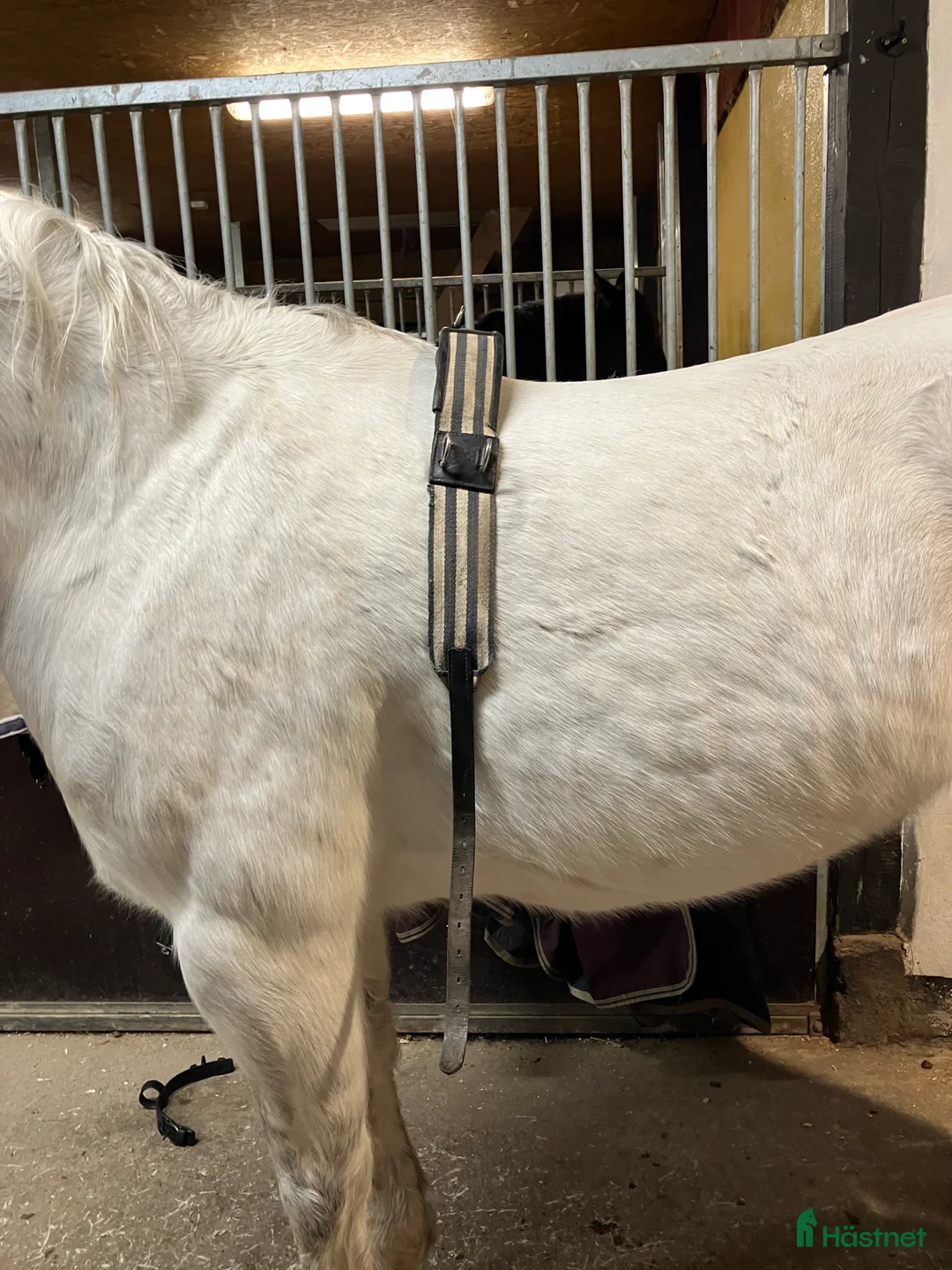 Övrig Körutrustning körning till salu: Tömkörningsgjord stl cob i Vintrosa - Annons 2