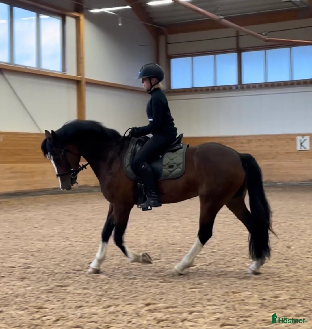  medryttarhäst finnes: Meriterat sto, medryttare för igångsättning - Annons 6